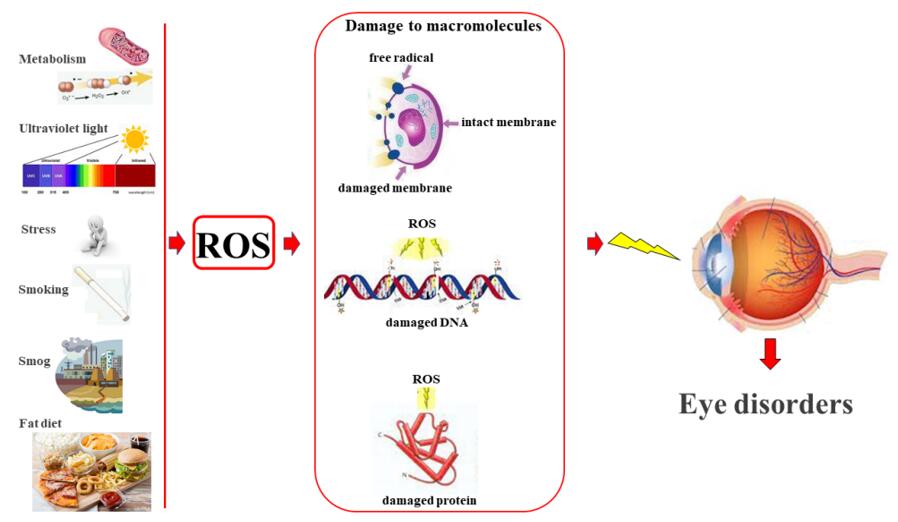 Prolonged damage to biological macromolecules ROS-induced favors the onset of eye diseases