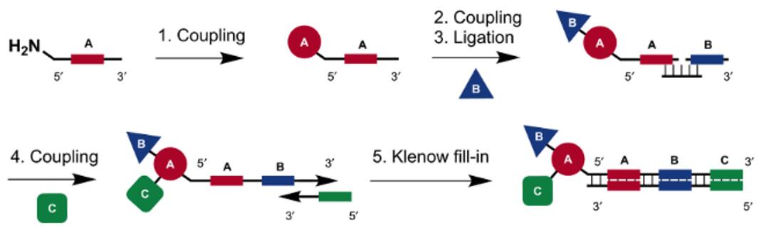 Schematic representation of strategies for DNA-recorded synthesis