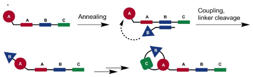 typical DNA-templated synthesis strategies