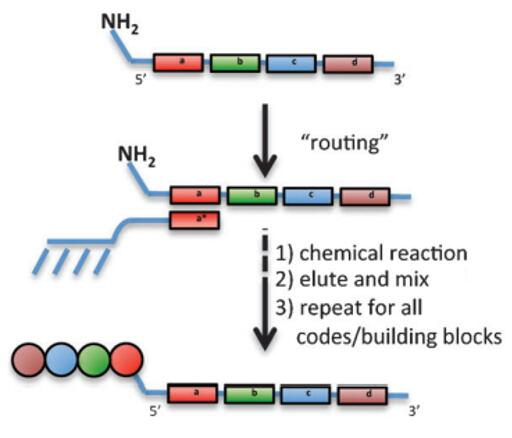 DNA-routing synthesis strategy