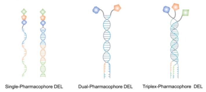 Single-Pharmacophore DELs, Dual-Pharmacophore DELs, Trio-Pharmacophore DELs