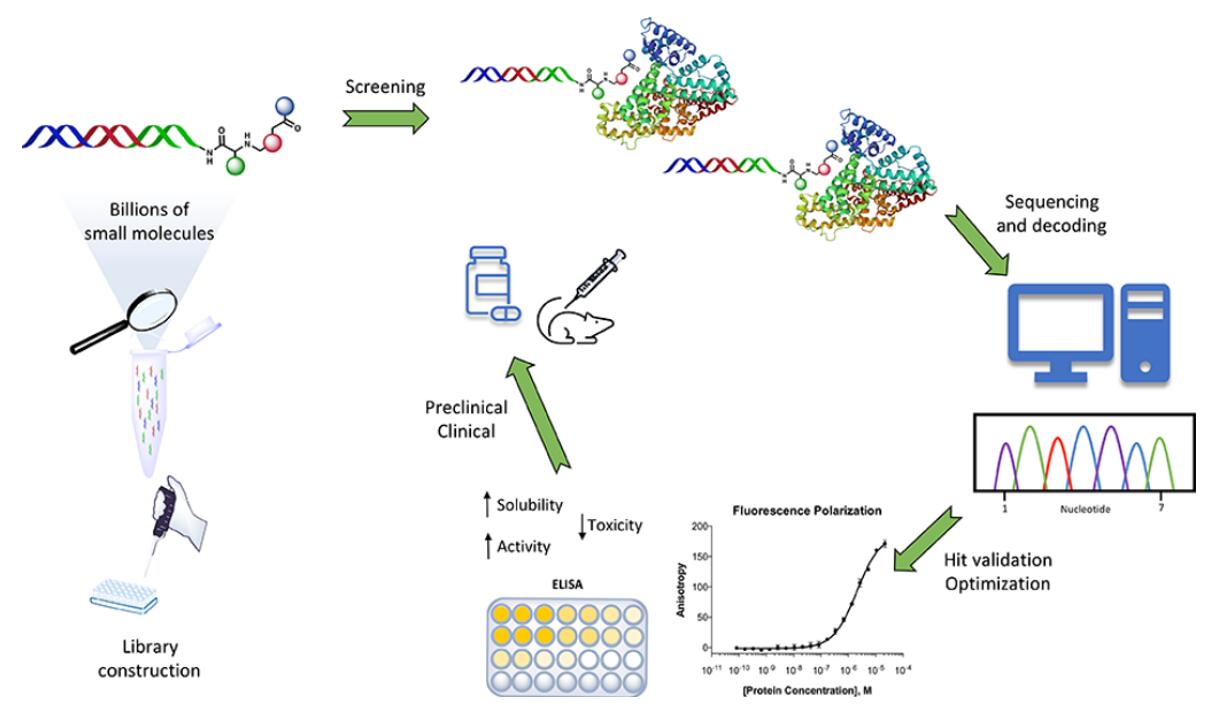 DELs construction, affinity-based screening, sequencing and decoding and Hit validation