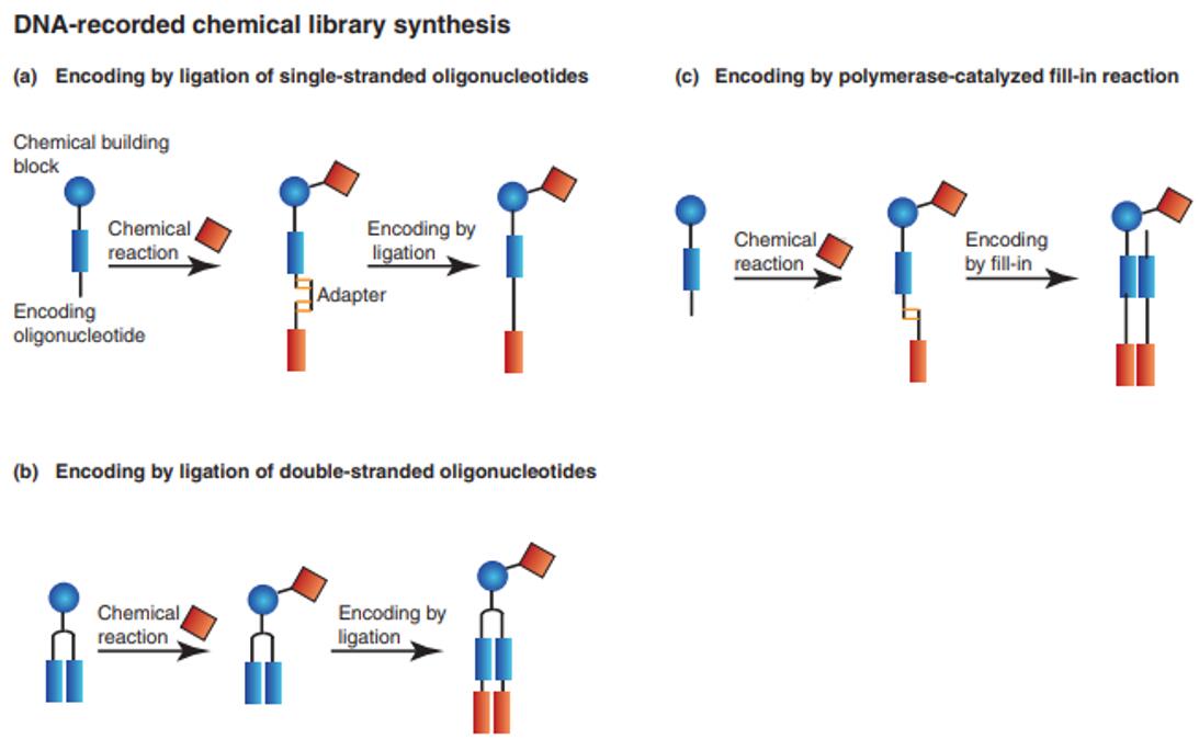 DNA-recorded encoding strategies