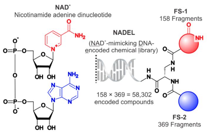 NAD-Dependent Enzymes