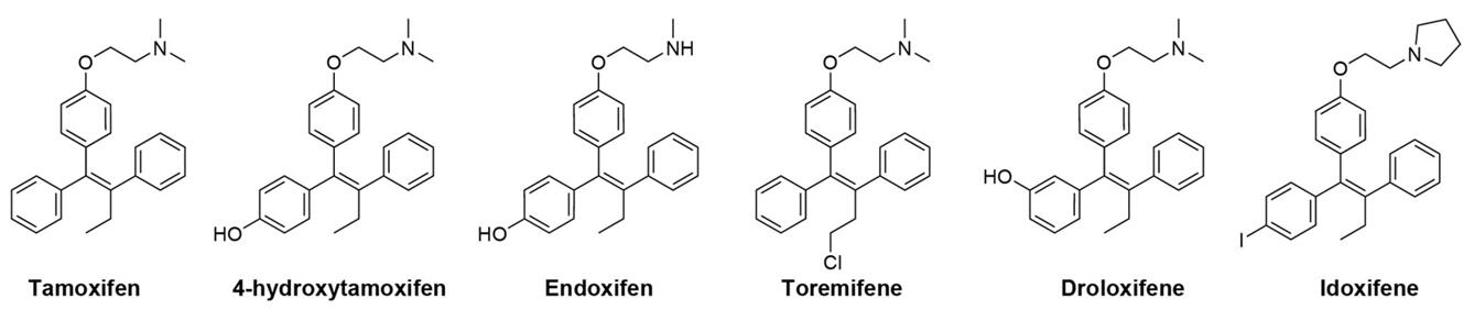 selective estrogen receptor modulators (SERMs)