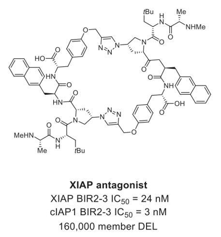 X-Linked Inhibitor of Apoptosis Protein (XIAP)