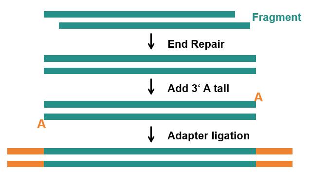 specific steps of library preparation