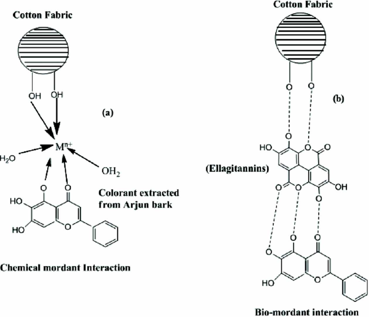Fig.4 Interaction between chemical (a) and biomordant (b), cotton and colorant