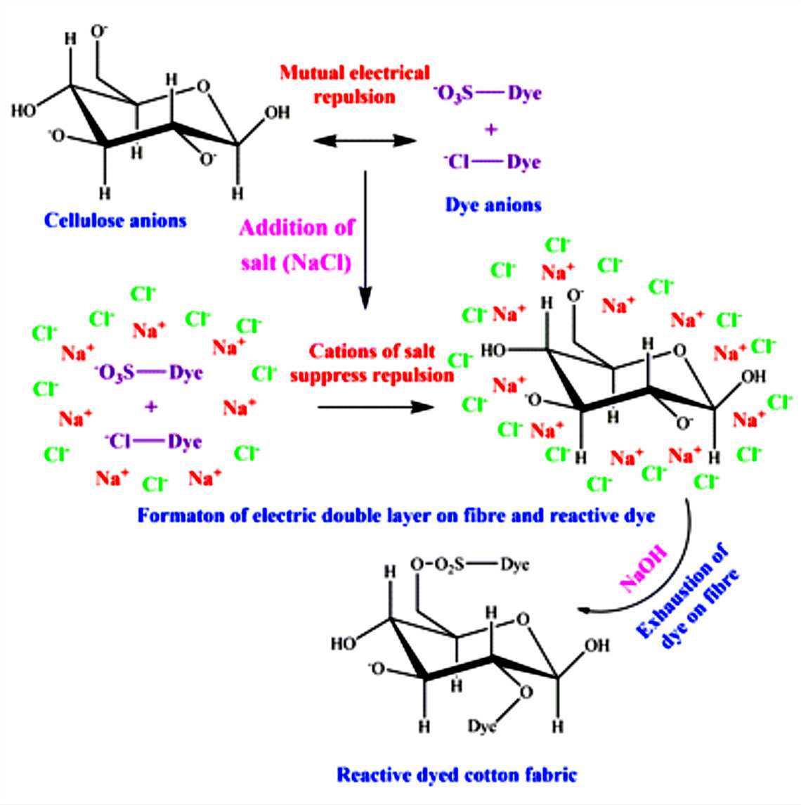 Fig.2 Mechanism of cotton with reactive dyes.