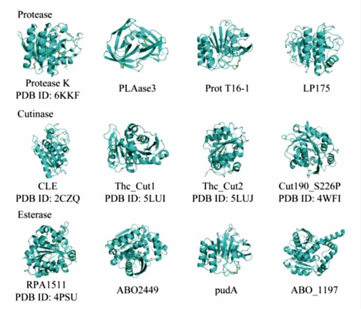 3D structure display of various PLA-degrading enzymes