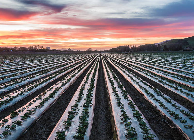 Agriculture