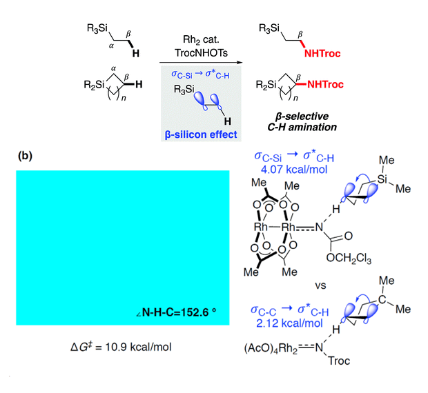 C(sp3)-H Amination of 1,1-Dimethylsilacyclopentane Promoted by β-Silicon Effect