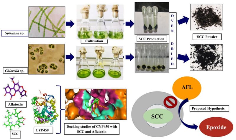 Mitigating CYP3A4-mediated aflatoxin toxicity with algal-derived Sodium Copper Chlorophyllin: Production and In-silico insights