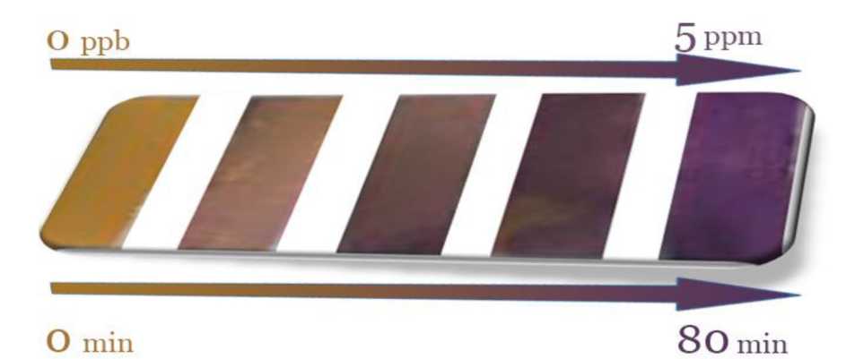 SEMs of electrospun CA from DMAc mixtures