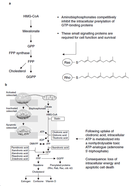 The Use of Clodronic Acid in Osteoporosis