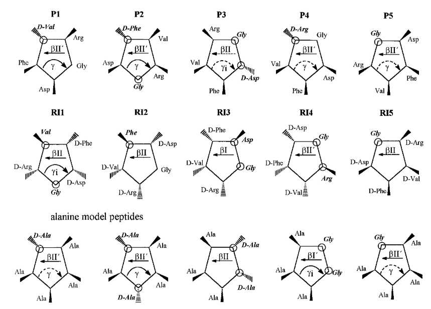 Schematic overview of all examined conformations of the cyclic RGD pentapeptides in comparison to cyclopentaalanine model peptides.