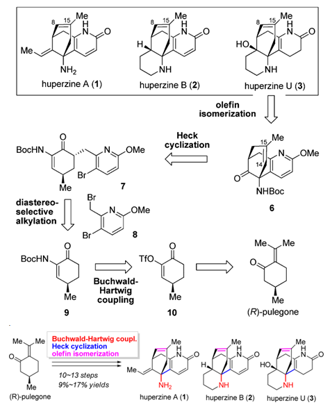 Retrosynthetic Analysis of Lycopod Alkaloid Huperzine A/B/U