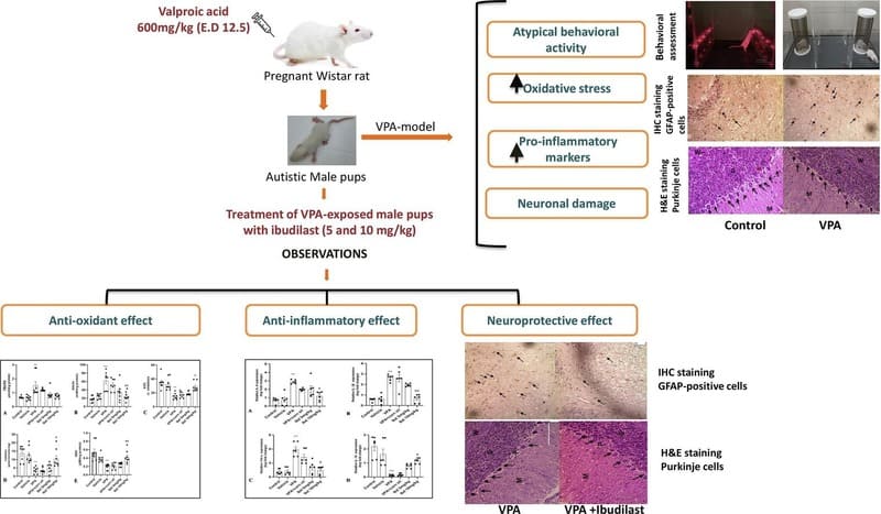 Phosphodiesterase inhibitor, ibudilast alleviates core behavioral and biochemical deficits in the prenatal valproic acid exposure model of autism spectrum disorder