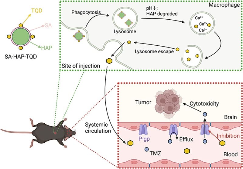 Long acting tariquidar loaded stearic acid-modified hydroxyapatite enhances brain penetration and antitumor effect of temozolomide