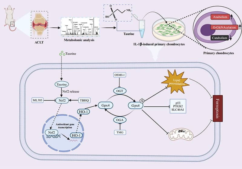 Antioxidant taurine inhibits chondrocyte ferroptosis through upregulation of OGT/Gpx4 signaling in osteoarthritis induced by anterior cruciate ligament transection