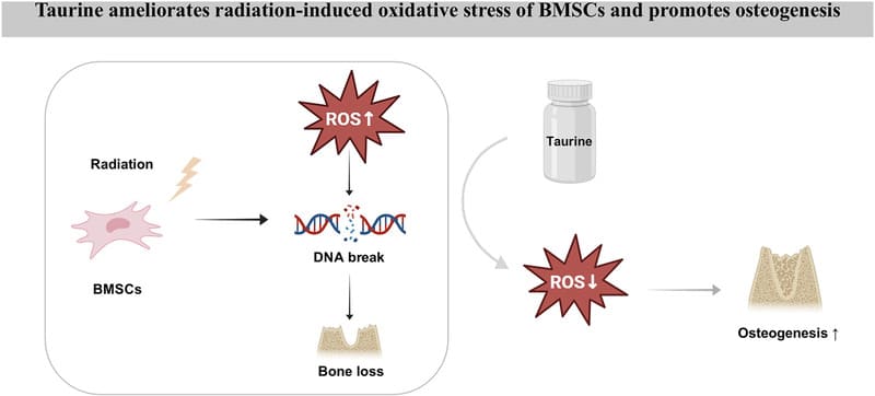 Taurine ameliorates radiation-induced oxidative stress in bone marrow mesenchymal stromal cells and promotes osteogenesis