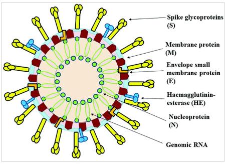 Genomic structure of the SARS-CoV-2 virus.