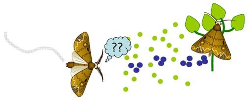 Illustration of the role of insect pheromones.How an insect affects an insect by insect pheromones.