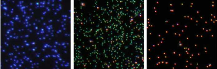 Dark-field micrograph of gold nanorods immobilized on a glass substrate