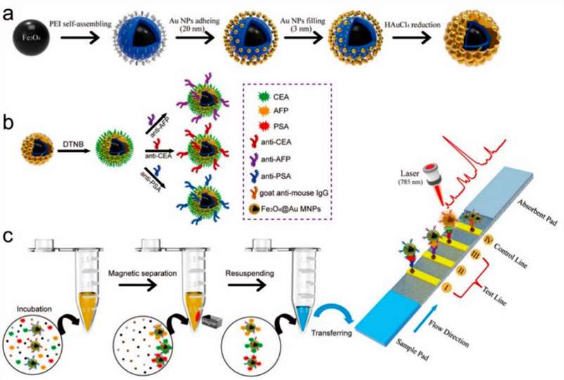 Fig.4 using Fe3O4@Au SPMNPs as multifunctional SERS tags.
