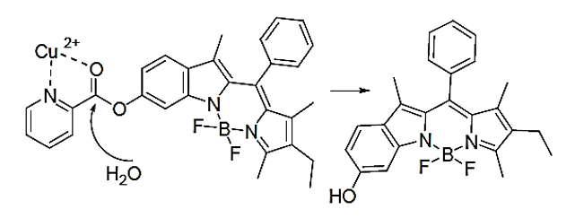 6-hydroxyindole switched fluorescent probe