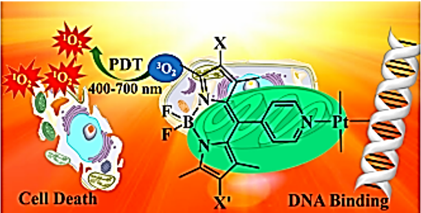 Illustration of BODIPY act as photosensitizers