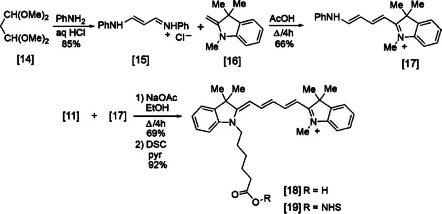 Fig.2 Synthesis of the methyl Cy5 dye.