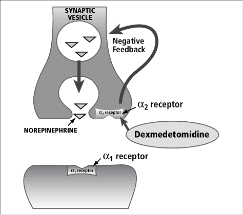 Physiology of the α 2-adrenoceptor agonists receptor