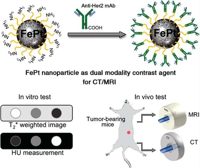 Fig 4 Cysteamine-coated FePt nanoparticles were used as contrast agents.