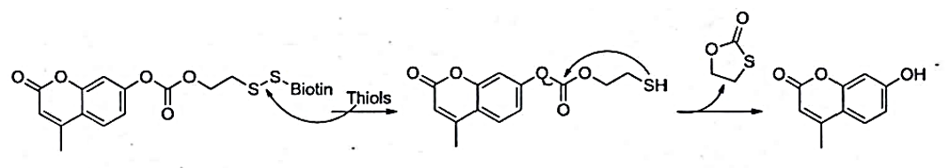 Schematic diagram of response mechanism between probe and bio-mercaptan