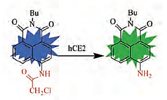 Fluorescence response schematic illustration of probe toward HCE2